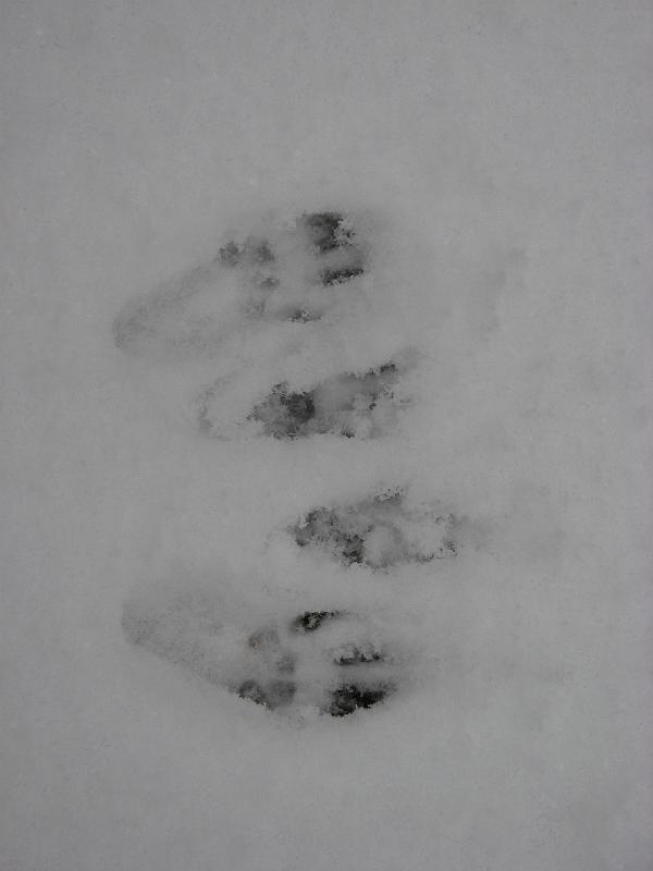 2008-12-07_First_Snow 016.jpg